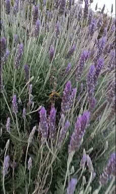 Terreno à venda no Condomínio Reserva Altos do Cataguá em Taubaté/SP. - foto 3