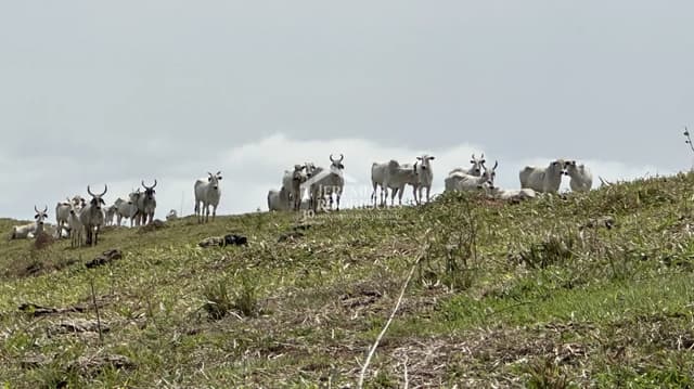 Fazenda à venda em Lorena/SP — foto 1