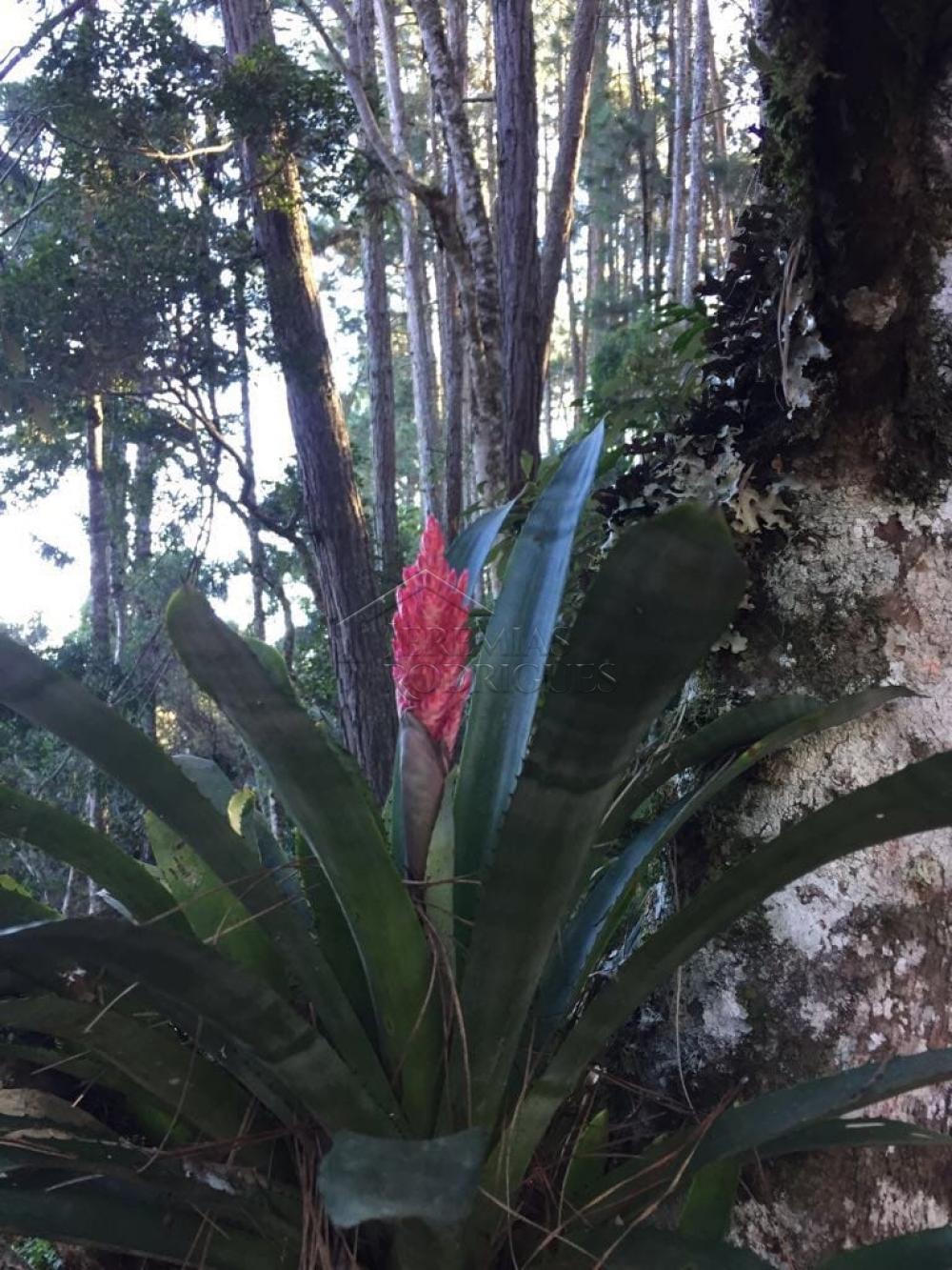 Mansão à venda com 5 suítes no Condomínio Reserva Figueiredo em Campos do Jordão/SP. 