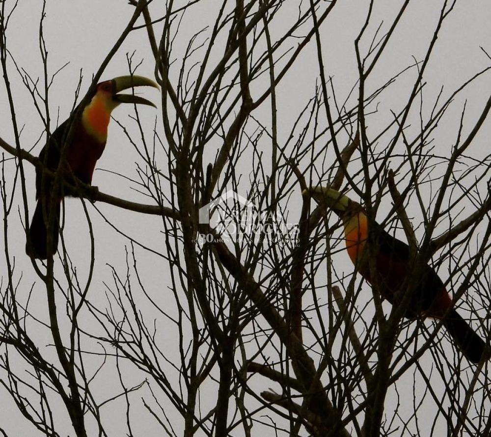 Sítio á venda no Sertãozinho em Santo Antônio do Pinhal/SP