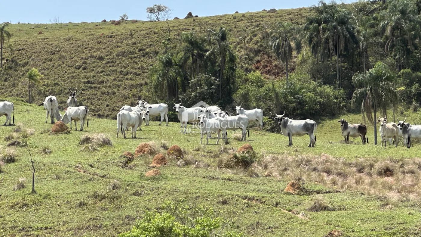 Fazenda à venda em Lorena/SP