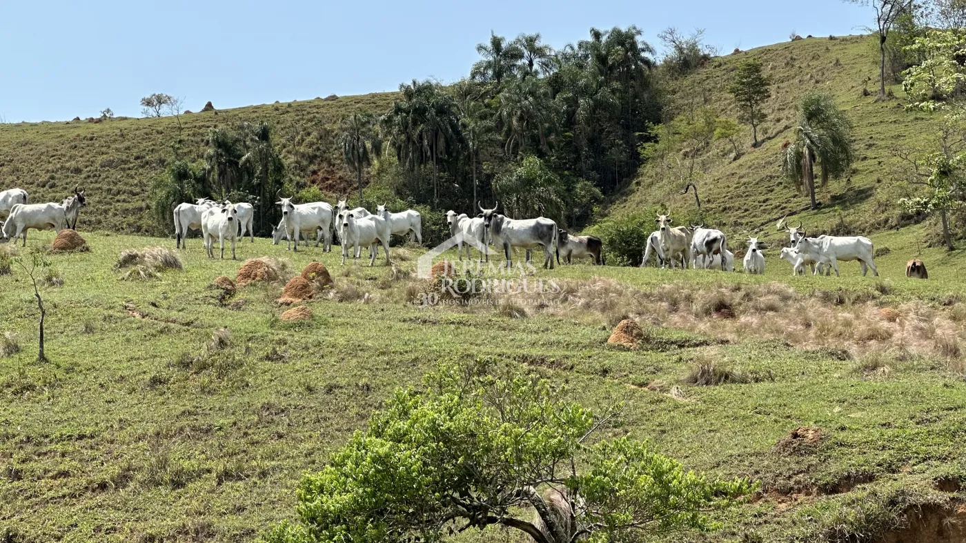 Fazenda à venda em Lorena/SP