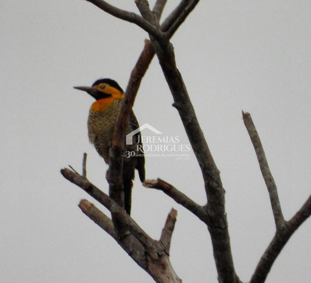 Sítio á venda no Sertãozinho em Santo Antônio do Pinhal/SP