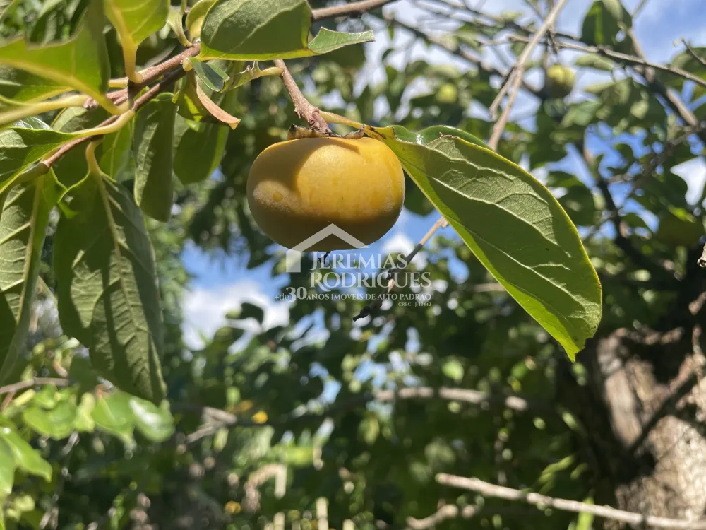 Chácara com 3 quartos, 3.901 m² - Sapé I - Caçapava/SP