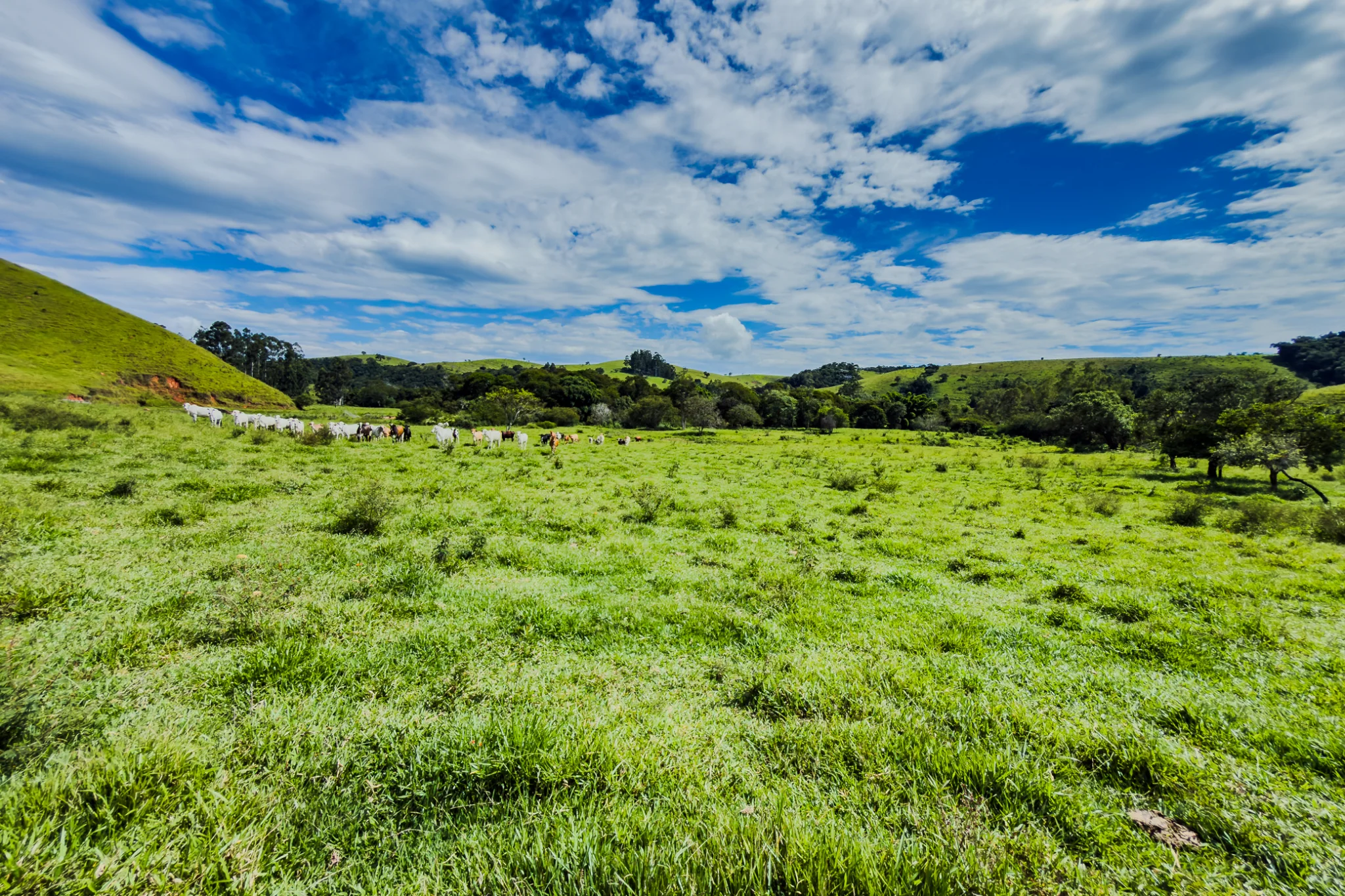 Fazenda á venda com 240 hectares em Cunha/SP. — foto 8