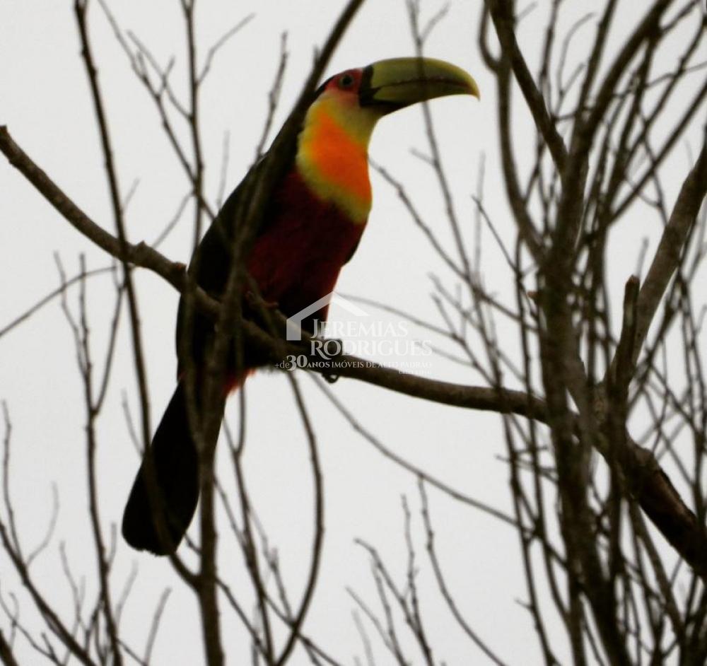 Sítio á venda no Sertãozinho em Santo Antônio do Pinhal/SP