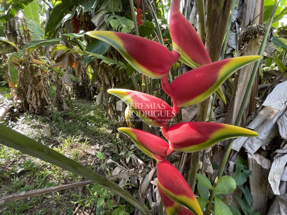 Chácara com 3 quartos, 3.901 m² - Sapé I - Caçapava/SP