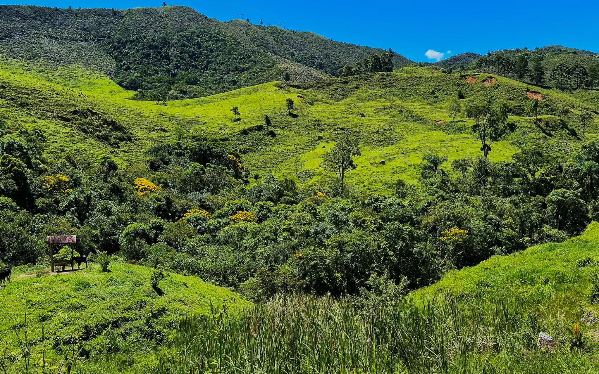 Fazenda à venda com 78 hectares em São José do Barreiro/SP. 
