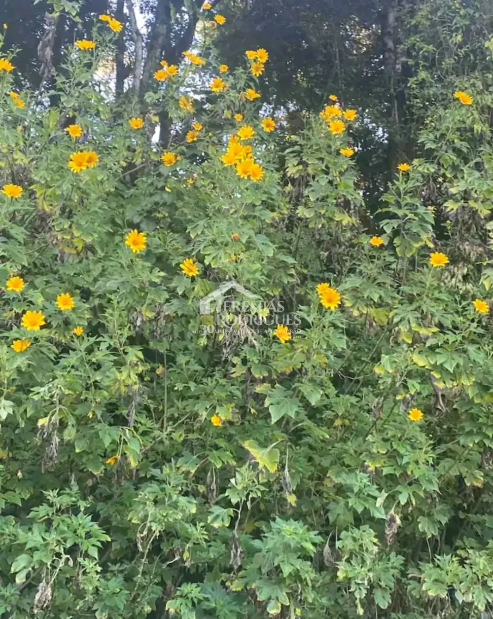 Casa com 6 suítes, 550 m² - Condomínio Pedra do Fogo - Campos do Jordão/SP