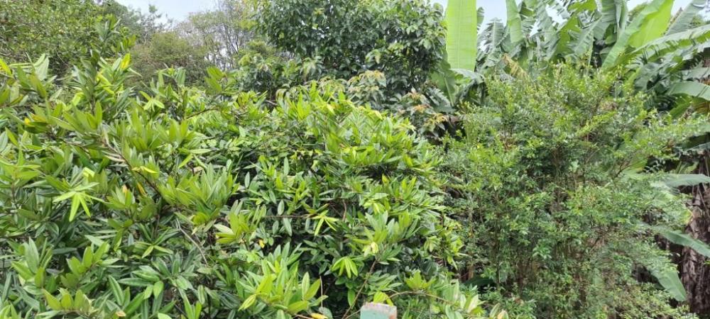 Chácara à venda com com 3 suítes no bairro Areão em Taubaté/SP. 