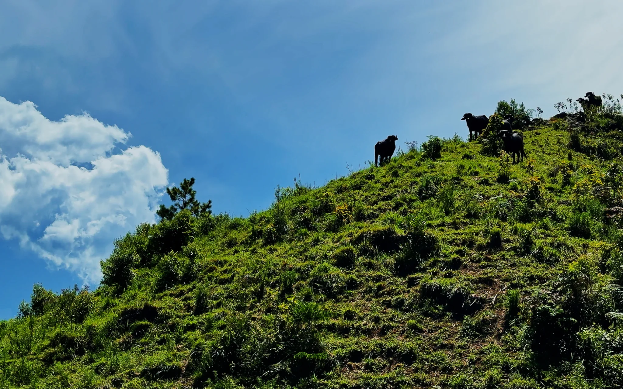 Fazenda à venda com 78 hectares em São José do Barreiro/SP. 