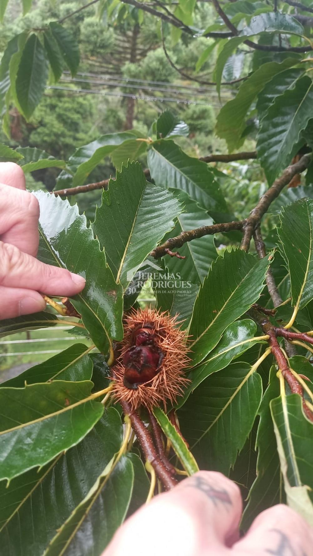 Sobrado em Condomínio com 4 dormitórios - Condomínio Colinas do Sol - Campos do Jordão/SP