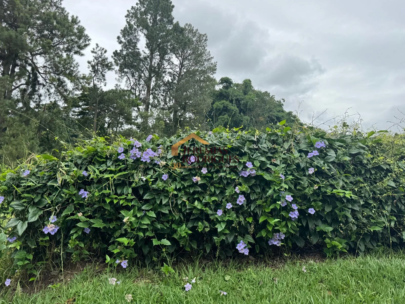 Terreno a venda no Chácaras Cataguá em Taubaté/SP. - foto 11
