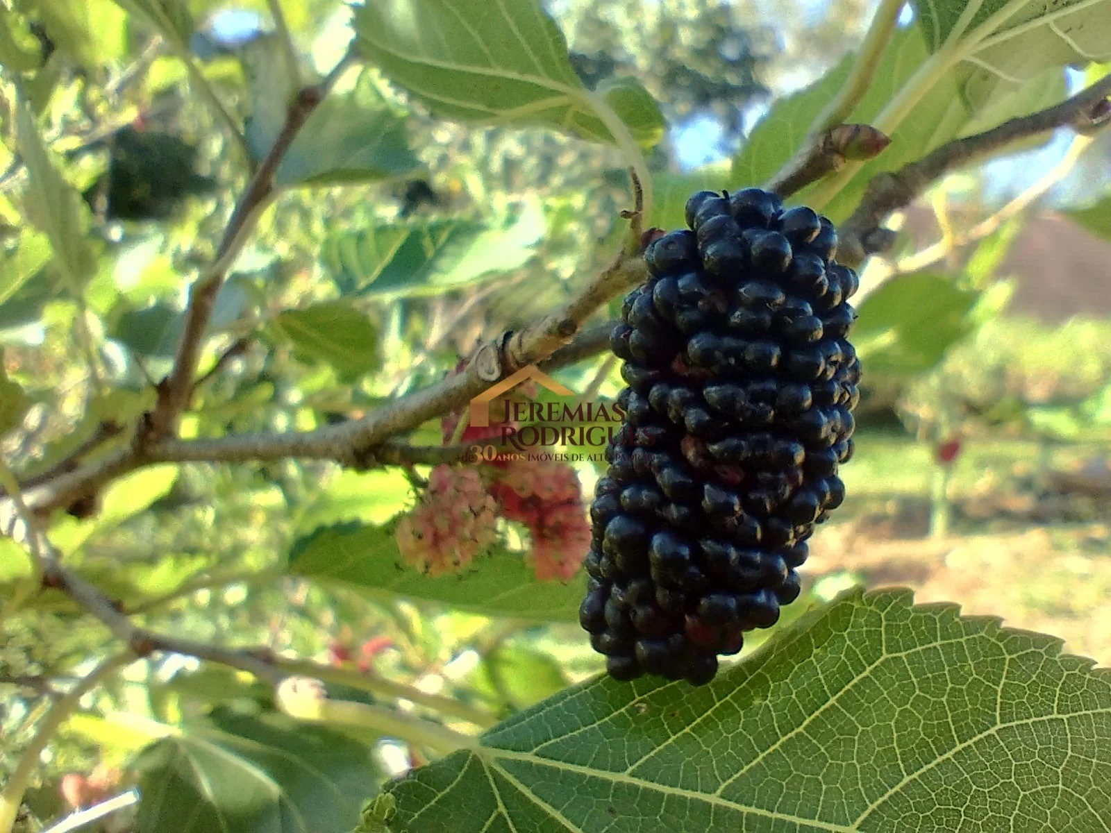 Terreno à venda no Condomínio Parque da Mantiqueira em Santo Antônio do Pinhal/SP. - foto 15