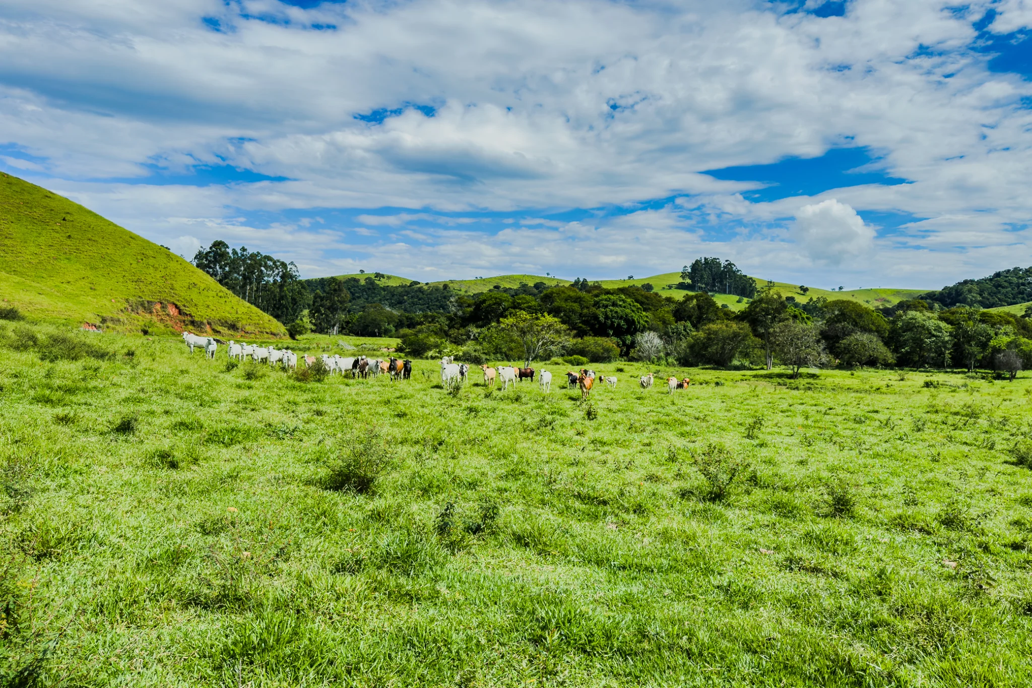 Fazenda á venda com 240 hectares em Cunha/SP. — foto 4