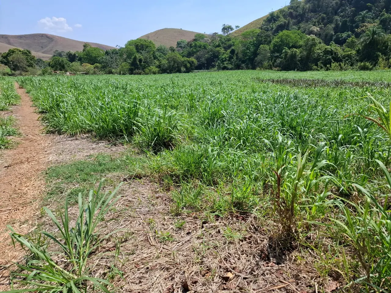 Fazenda à venda com 60 alqueires em Lorena/SP. 