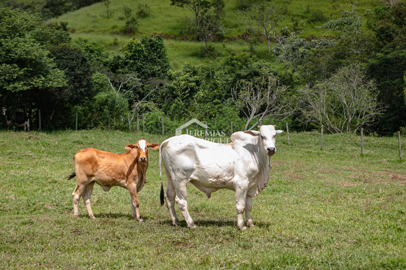 Fazenda com 2.808.000 m² - Caçapava/SP