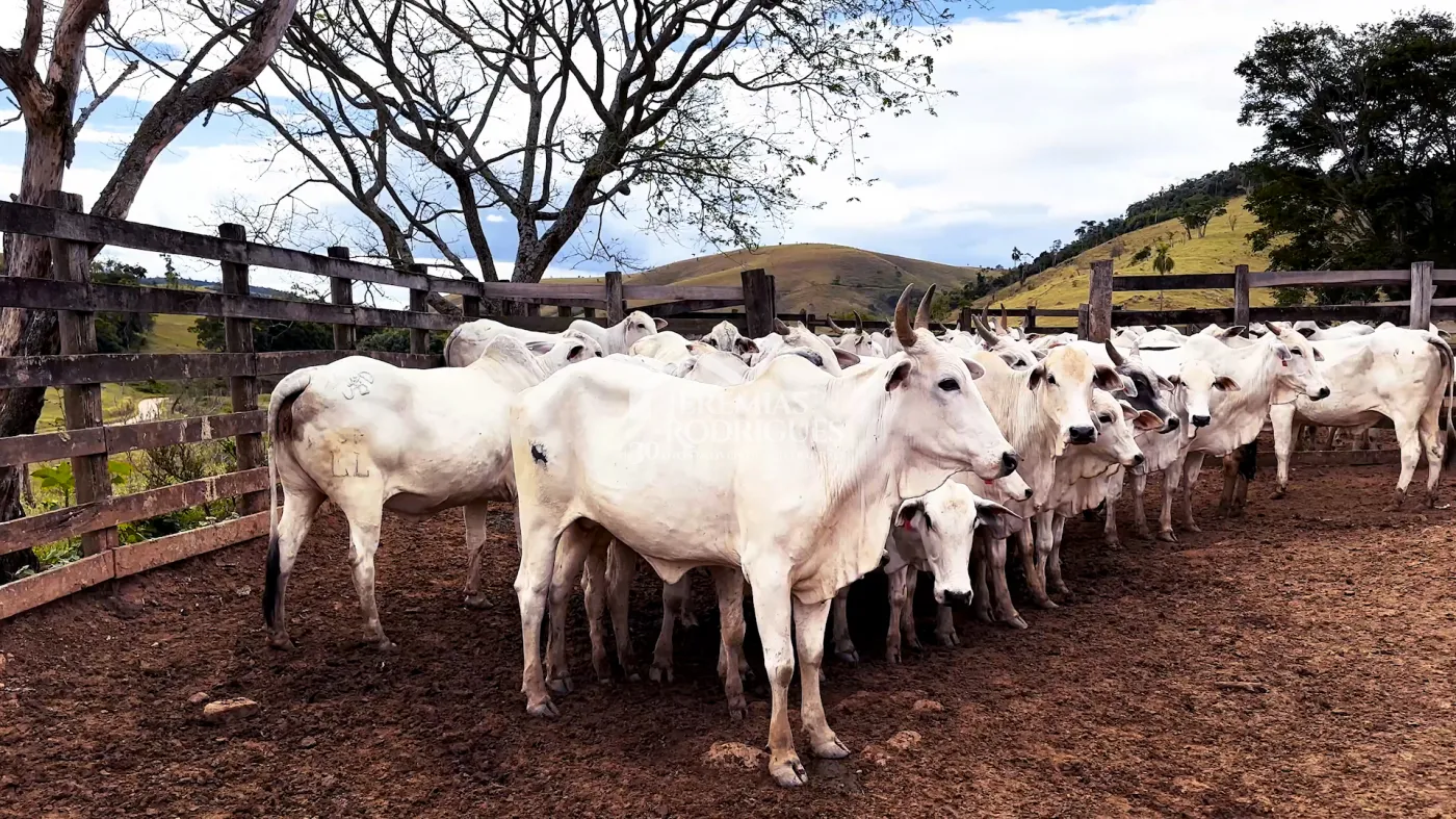Fazenda à venda com 2.544 hectares em Santa Branca/SP.