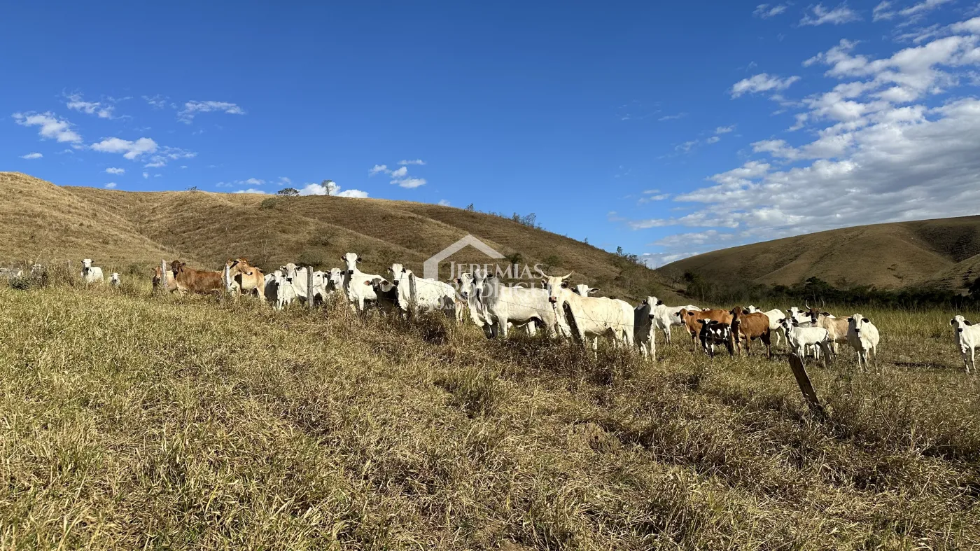 Fazenda para criação de gado de corte e plantação de milho, com mais de 612 hectares, em Cruzeiro-SP.