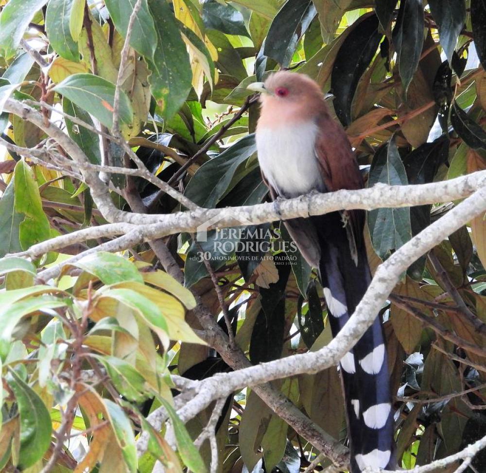Sítio á venda no Sertãozinho em Santo Antônio do Pinhal/SP