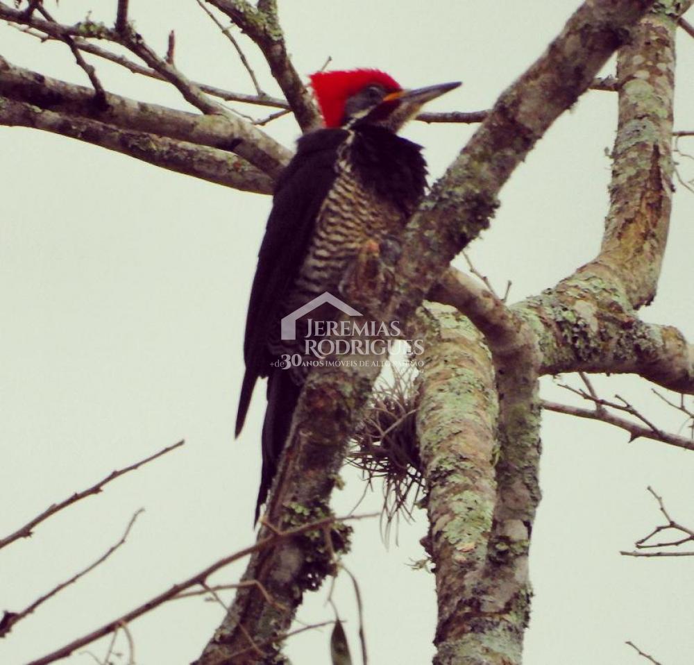 Sítio á venda no Sertãozinho em Santo Antônio do Pinhal/SP