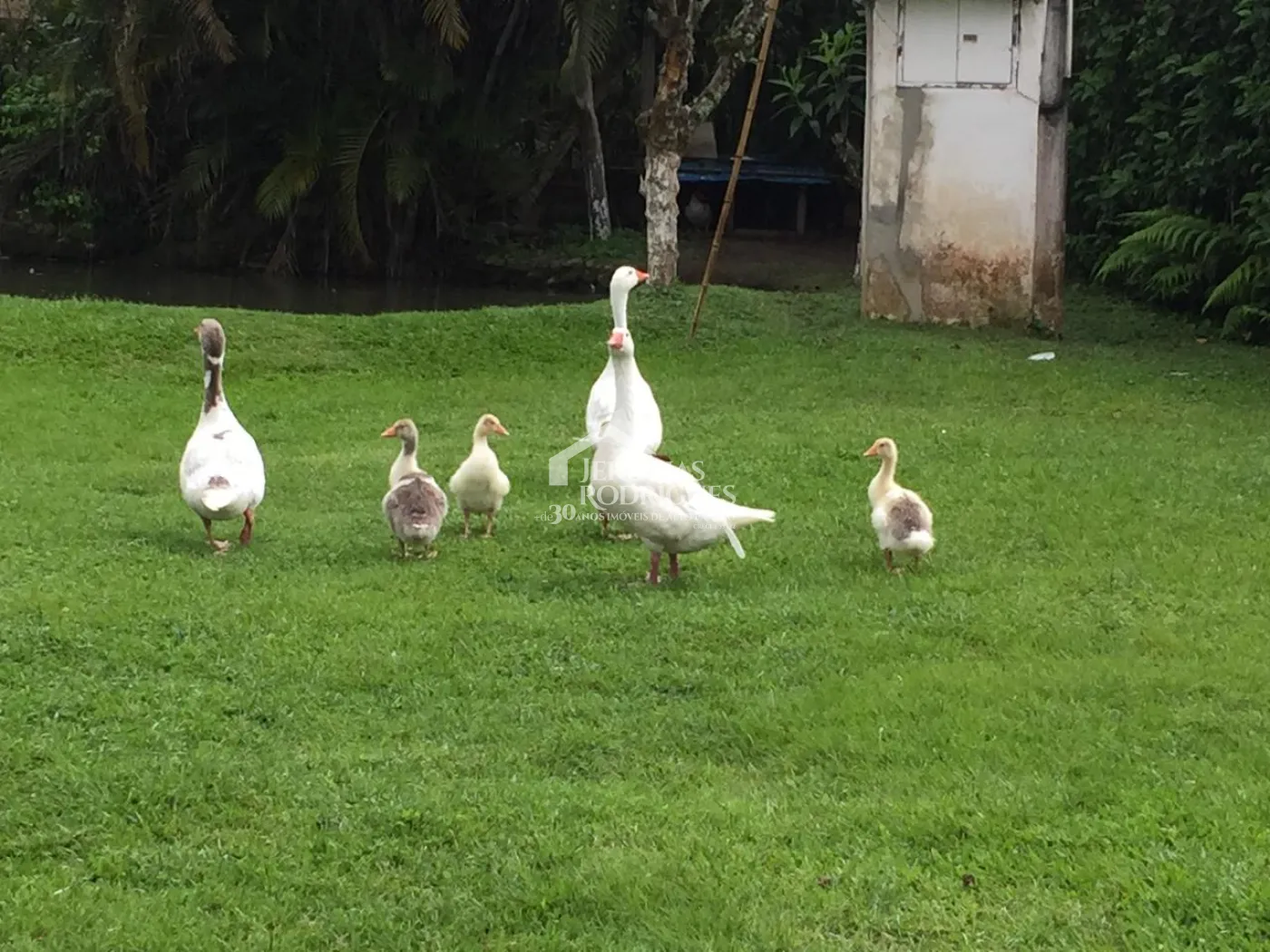 Rural misto à venda por R$ 1.800.000,00 - Pindamonhangaba/SP