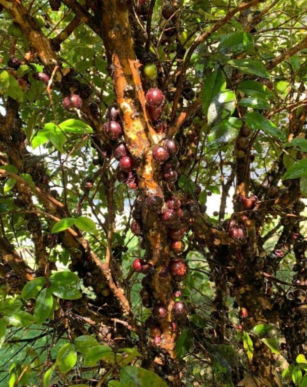 Casa à venda por R$ 3.400.000,00 - Taubaté/SP