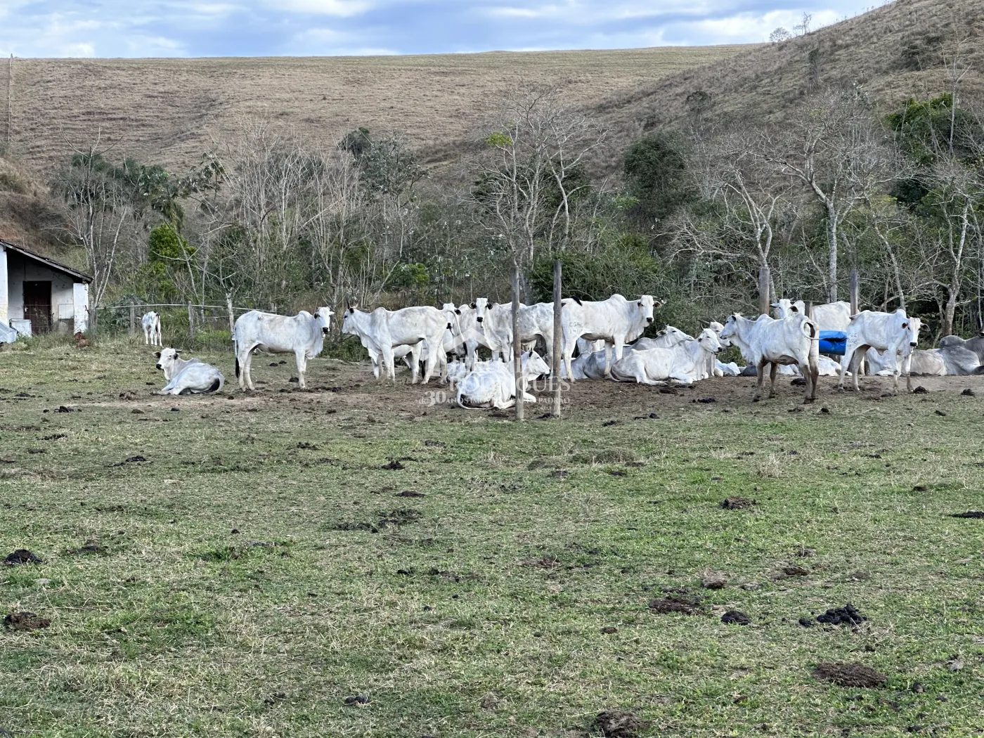 Fazenda para criação de gado de corte e plantação de milho, com mais de 612 hectares, em Cruzeiro-SP.