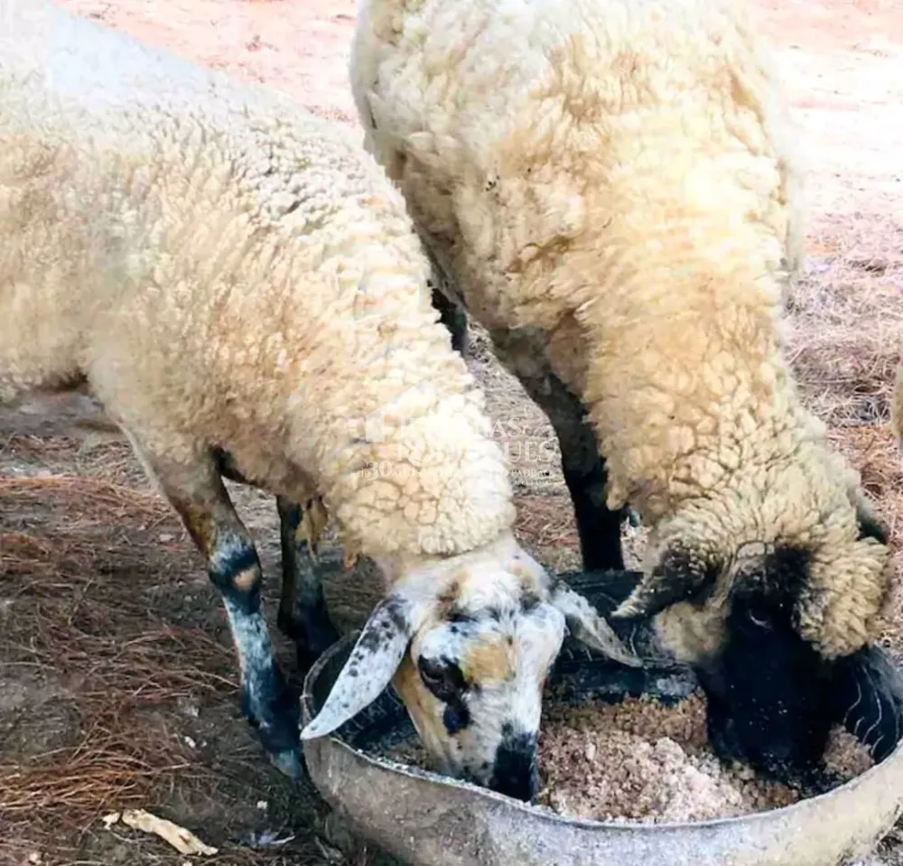 Casa com 6 suítes, 550 m² - Condomínio Pedra do Fogo - Campos do Jordão/SP